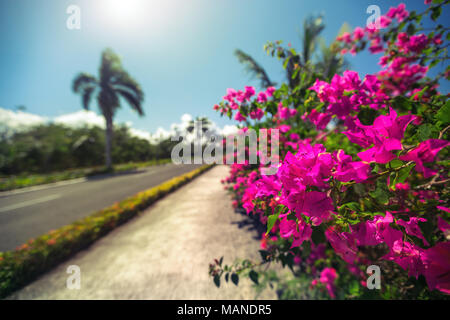 Bella vicolo del parco, resort caraibico con fiori e palme Foto Stock