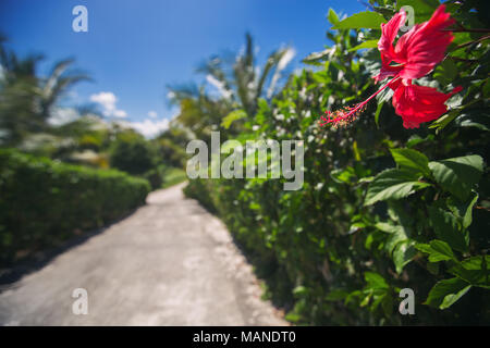 Bella vicolo del parco, resort caraibico con fiori e palme Foto Stock