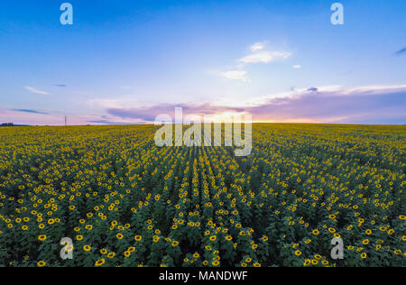 Antenna fuco vista dei campi di girasoli con drammatica nuvole e colorato tramonto Foto Stock