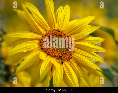 Close up di grandi teste di semi di girasole in campi Foto Stock