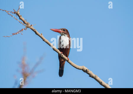 Gli uccelli: Ritratto di un bianco Throated Kingfisher appollaiato su albero Foto Stock