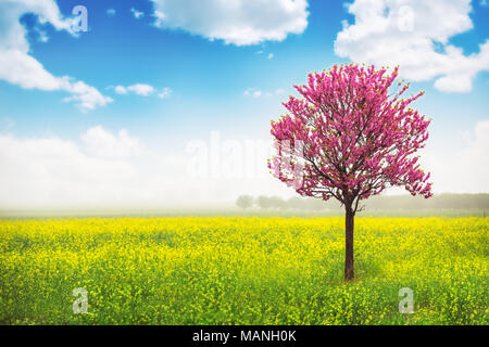 Albero di rosa in campo giallo e blu cielo Foto Stock