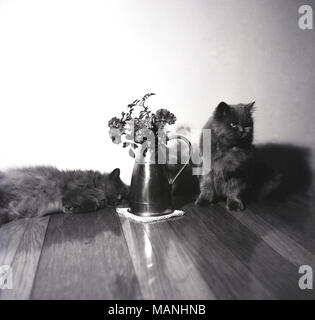 Degli anni Cinquanta, due pelosi gatti domestici in ambienti chiusi da un vaso di fiori secchi. Foto Stock