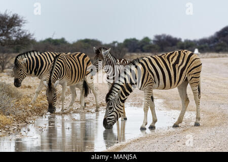La Burchell zebre (Equus quagga burchellii), adulti e puledro su una strada sterrata, bere acqua piovana da una pozzanghera, il Parco Nazionale di Etosha, Namibia, Africa Foto Stock