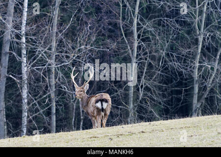Large white-tailed deer buck in un coperto di brina prato con colore di autunno Foto Stock