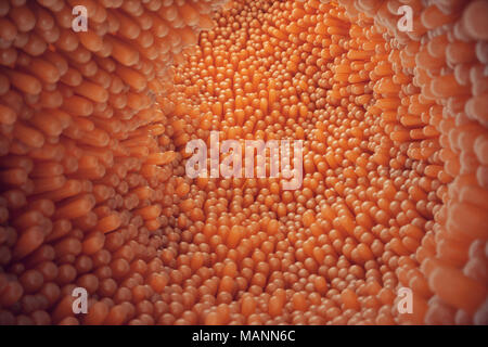 3D illustrazione close-up dei villi intestinali. Rivestimento dell'intestino. Villi microscopiche e capillare. Intestino umano. Concetto di un sano o malato intestino. Foto Stock