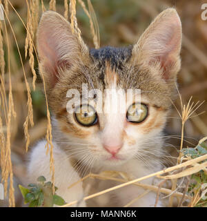 Nosy carino gattino, patched tabby e pelliccia bianca, seduto tra erba secca, un close-up verticale con bellissimi occhi grandi, Grecia, Europa Foto Stock