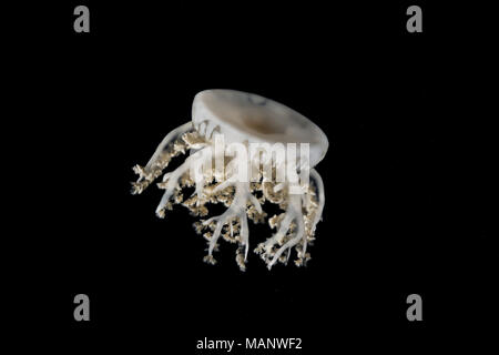 Capovolto Medusa (Cassiopea andromeda) nella notte Foto Stock