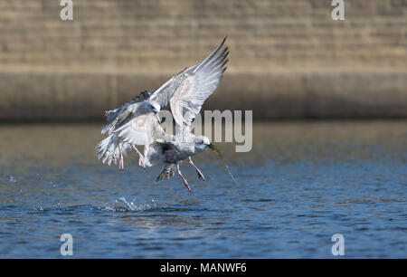 Coppia di giovani aringhe Gulls-Larus argentatus comportamento di visualizzazione. Regno Unito Foto Stock