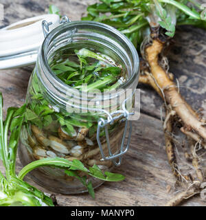 Löwenzahn-Tinktur, Löwenzahntinktur, Wurzeln, Löwenzahn-Wurzel, Löwenzahn-Wurzeln, Löwenzahnwurzel, Löwenzahnwurzeln, Wiesen-Löwenzahn, Radix Taraxaci Foto Stock