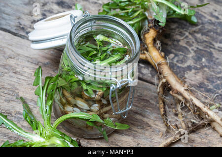 Löwenzahn-Tinktur, Löwenzahntinktur, Wurzeln, Löwenzahn-Wurzel, Löwenzahn-Wurzeln, Löwenzahnwurzel, Löwenzahnwurzeln, Wiesen-Löwenzahn, Radix Taraxaci Foto Stock