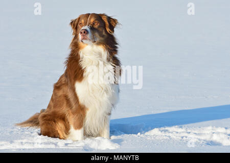Australian Shepherd dog sitter in inverno Foto Stock