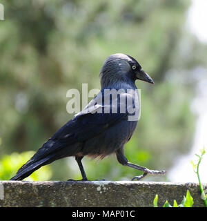 Cornacchia mantellata (Corvus cornix). Setubal, Portogallo Foto Stock