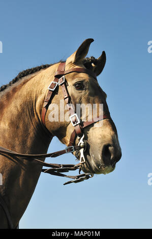 Portoghese lusitano di cavallo. Una razza pura del Portogallo Foto Stock