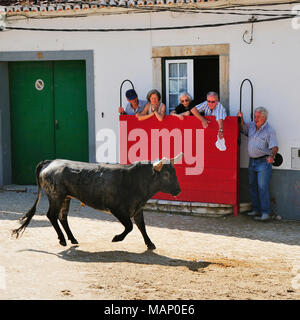 Esecuzione tradizionale di tori selvaggi dal 'campinos', durante il Barrete Verde (tappo verde) festeggiamenti. Alcochete, Portogallo Foto Stock