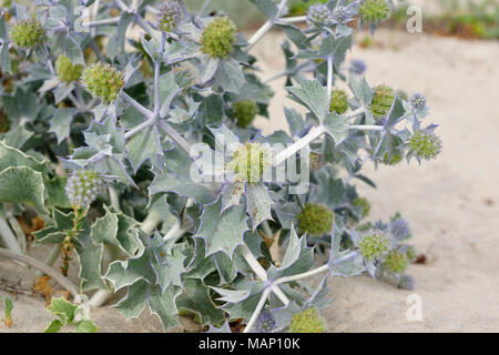 La flora delle dune. Beira Litoral. Portogallo Foto Stock