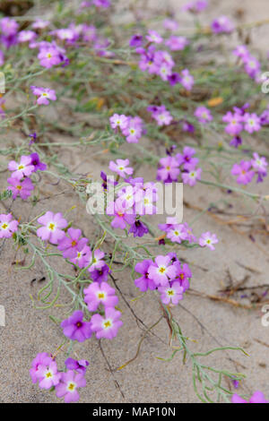 La flora delle dune. Beira Litoral. Portogallo Foto Stock