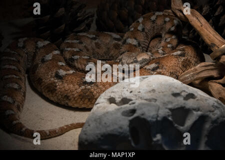 Macrovipera lebetina - velenosa vipera specie nel terrarium Foto Stock