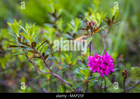 Bellissimo rosso fiore viola alpenrose Azalea Rhododendron ferrugineum con fresco verde bush nelle Alpi austriache Foto Stock