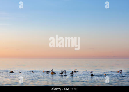 A Flock of Seagulls appollaiato sulla roccia sul Lago Ontario, Toronto. Foto Stock