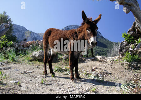 Brown pascolo asino tra gli olivi su una montagna a Maiorca, con il Mediterraneo in background Foto Stock