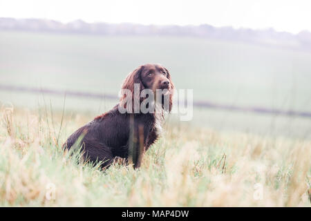 Lavorando Cocker Spaniel cani di formazione nella campagna, Regno Unito Foto Stock