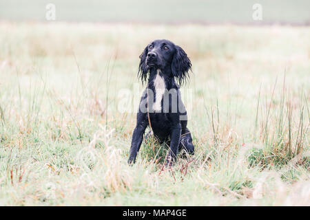 Lavorando Cocker Spaniel cani di formazione nella campagna, Regno Unito Foto Stock