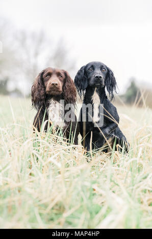 Lavorando Cocker Spaniel cani di formazione nella campagna, Regno Unito Foto Stock