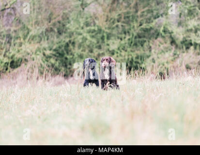 Lavorando Cocker Spaniel cani di formazione nella campagna, Regno Unito Foto Stock