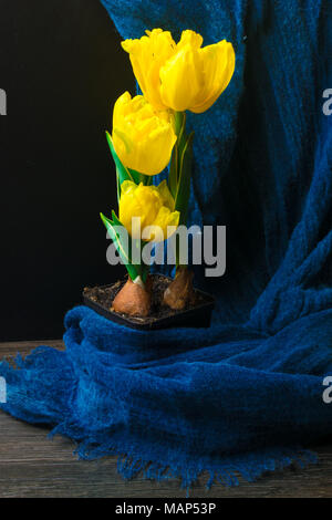 Fresh tulipano giallo sul vaso sul tavolo scuro. Il tempo primaverile. Foto Stock