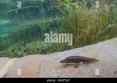 Newt liscia, Lissotriton vulgaris, adulti, maschi, stabilimento di Doncaster, nello Yorkshire, marzo Foto Stock