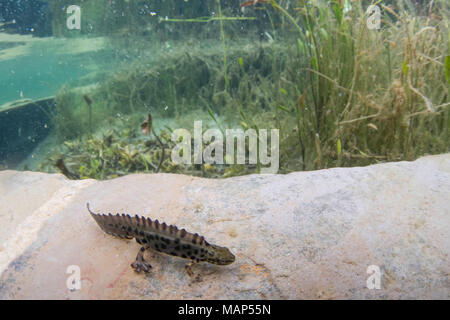 Newt liscia, Lissotriton vulgaris, adulto, femmina, di Doncaster, nello Yorkshire, marzo Foto Stock