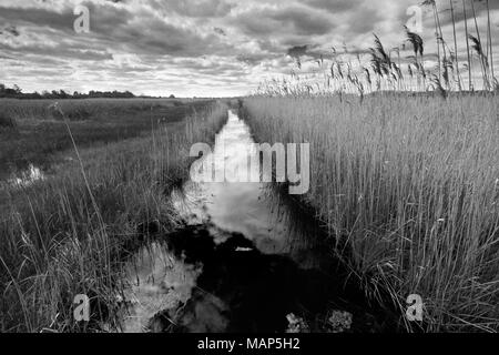 Canneti a Wicken Fen riserva naturale, Cambridgeshire; Inghilterra; Regno Unito Foto Stock