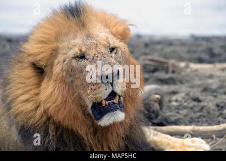 Leone maschio close up, dal lago Nakuru, Kenya. Foto Stock