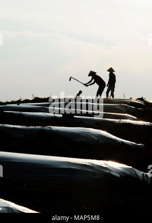 Silhouette gli agricoltori stanno lavorando nei campi Foto Stock