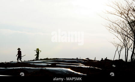 Silhouette gli agricoltori stanno lavorando nei campi Foto Stock