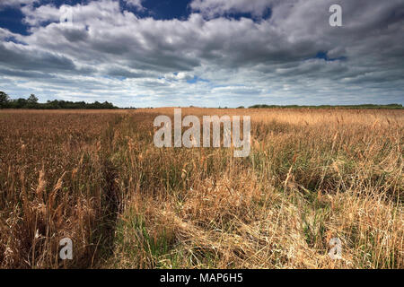 Canneti a Wicken Fen riserva naturale, Cambridgeshire; Inghilterra; Regno Unito Foto Stock