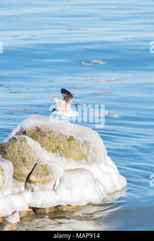 Seagull sulla pietra di ghiaccio Foto Stock