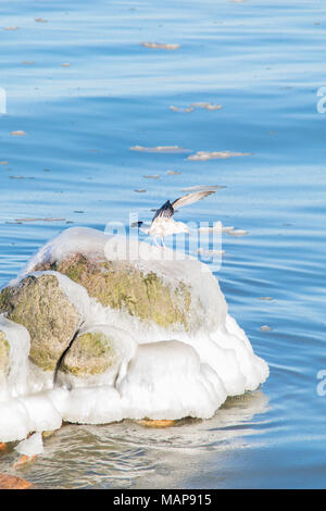 Seagull sulla pietra di ghiaccio Foto Stock