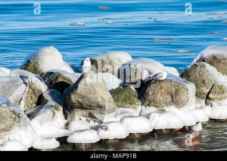 Gabbiani sulla pietra di ghiaccio Foto Stock