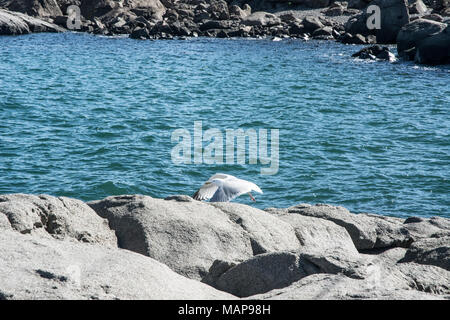 Questo seagull si stava preparando per il decollo per il grande blu yonder. Foto Stock