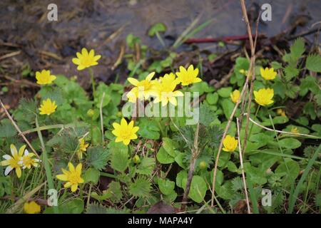 Un display luminoso di colore giallo Celendines minore in una fossa di scolo in Suffolk, Regno Unito Foto Stock