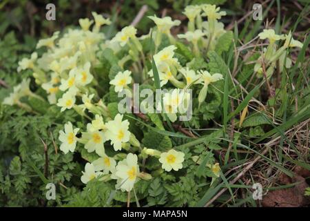 Molti sbocciato Primrose in fiore in un campo di margine il fosso di drenaggio nel Suffolk, Regno Unito Foto Stock