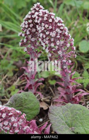 Un display di Butterbur in un campo di margine di canali di drenaggio nel Suffolk, Regno Unito Foto Stock