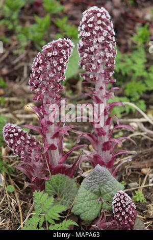 Un display di Butterbur in un campo di margine di canali di drenaggio nel Suffolk, Regno Unito Foto Stock