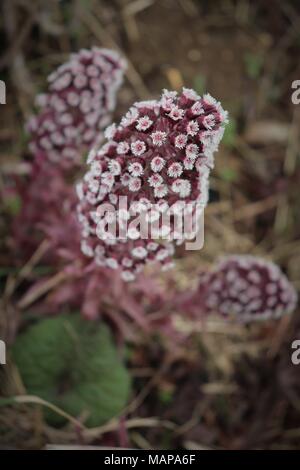 Un display di Butterbur in un campo di margine di canali di drenaggio nel Suffolk, Regno Unito Foto Stock