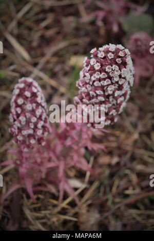 Un display di Butterbur in un campo di margine di canali di drenaggio nel Suffolk, Regno Unito Foto Stock