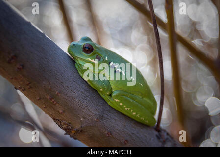 Rana verde appollaiate su un ramo della foresta Foto Stock