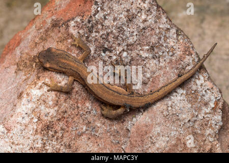 Vista dorsale di liscio Newt (Lissotriton vulgaris) svernamento trovati su una roccia. Tipperary, Irlanda Foto Stock