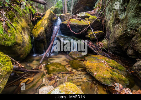 Cascate di acqua in una piccola cascata in un bosco di latifoglie. Foto Stock
